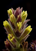 Castilleja cryptantha - Mt Rainier Paintbrush 14-7885